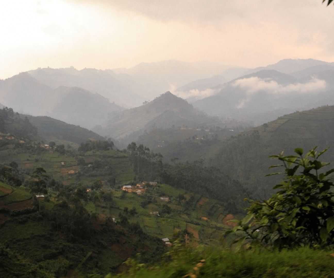 volle dröhnung - 100% Robusta Uganda – Bild 4