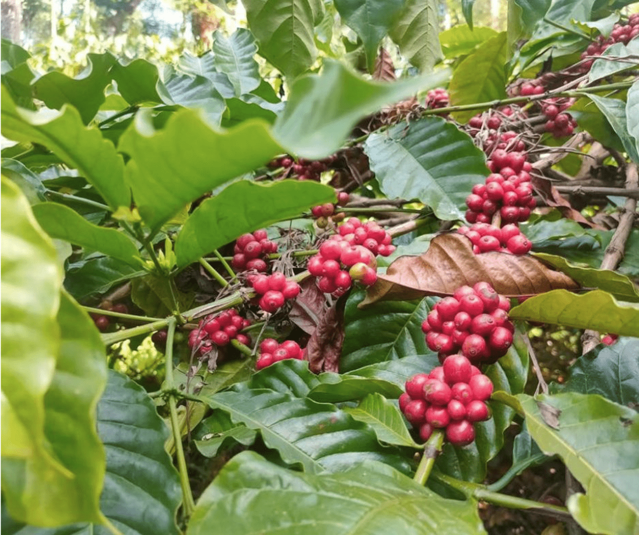 volle dröhnung - 100% Robusta Uganda – Bild 2