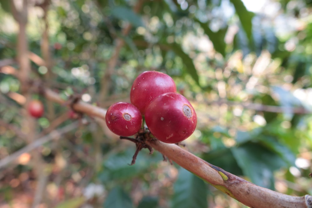 voll und ganz - 100% Arabica Peru – Bild 3
